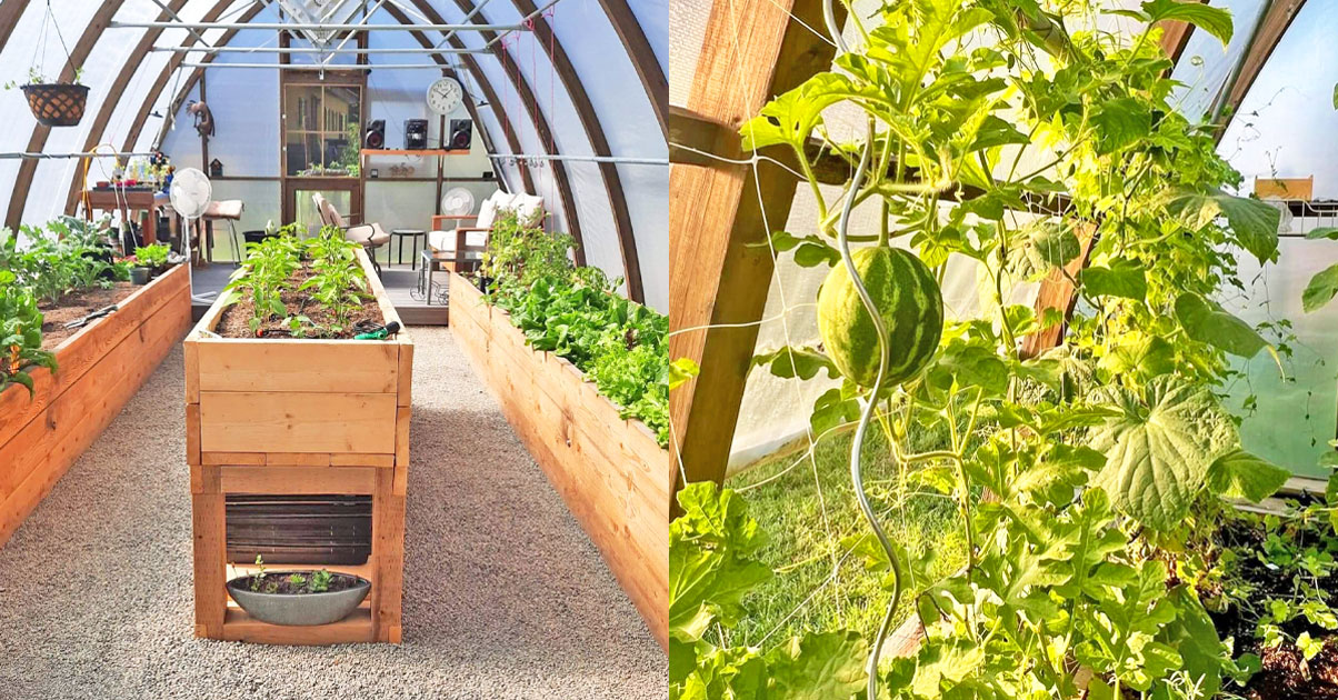 Beautiful produce being grown in a sustainably built Argenta Greenhouse
